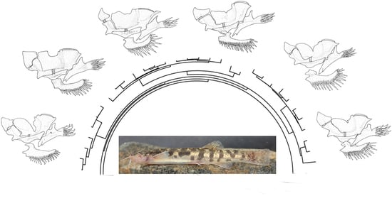 Taxonomy free full