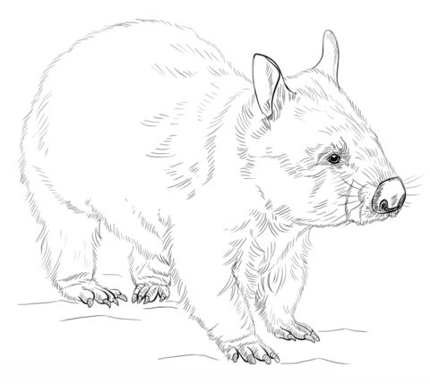 Wombat coloring page free printable coloring pages australian native animals drawings drawing tutorial