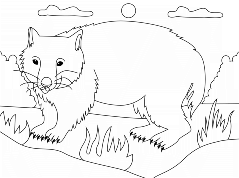 Wombat coloring pages free coloring pages