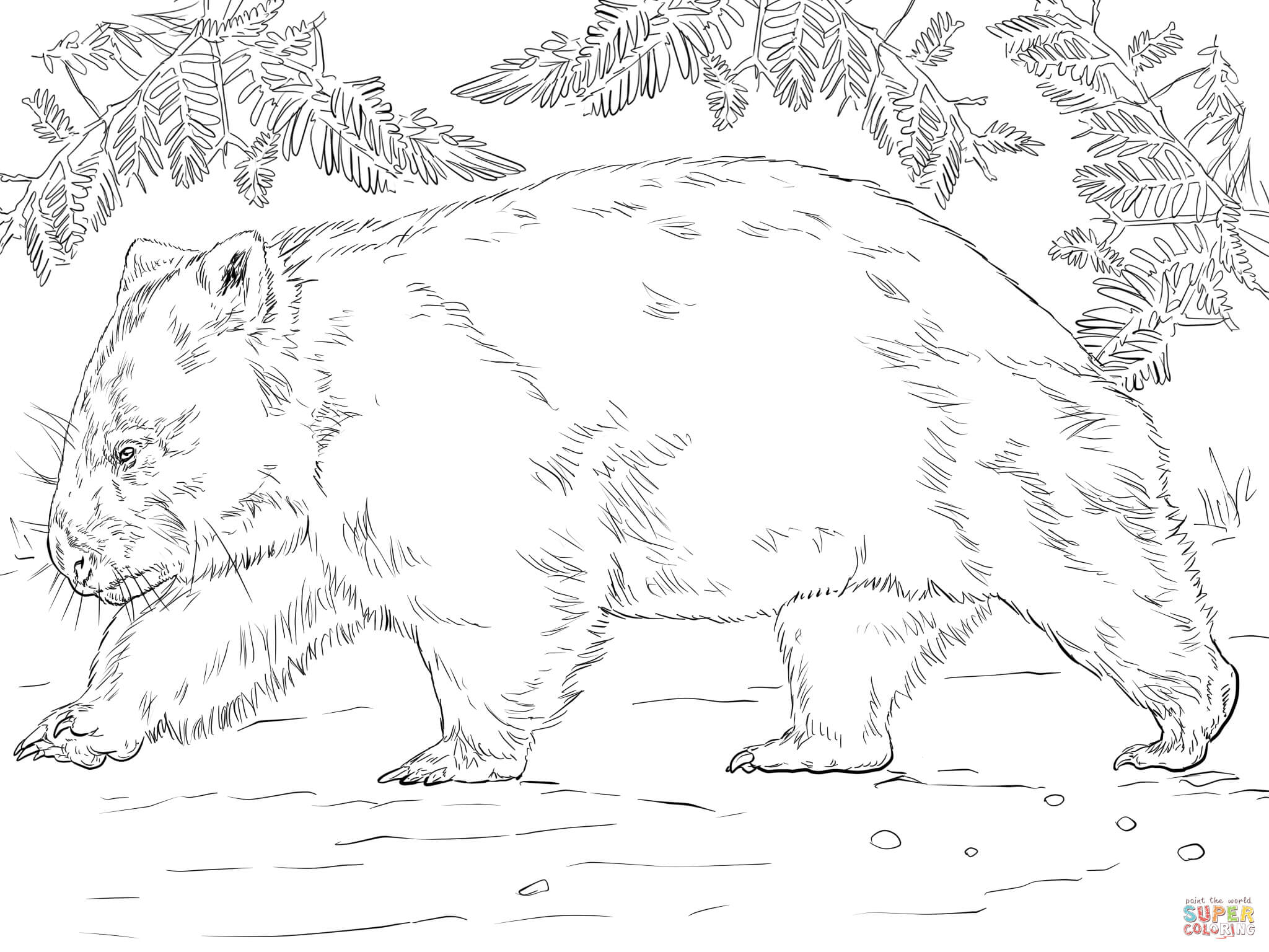 Wombat bear coloring page free printable coloring pages