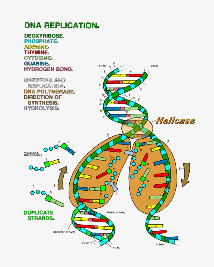 Dna replication coloring key worksheet ideas dna