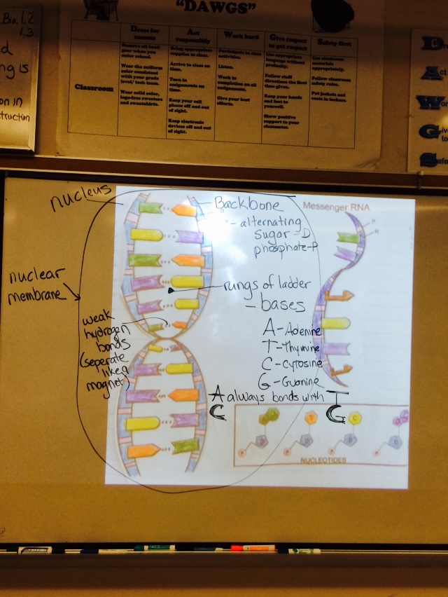 Mrs greeley howards biology class dna coloring notes and questions