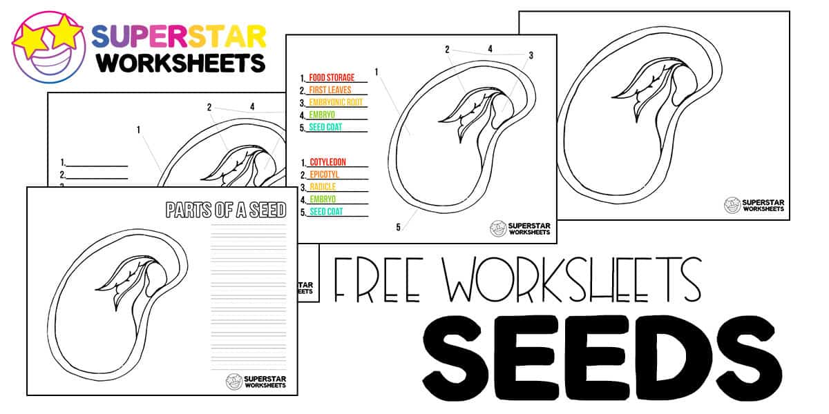 Parts of a seed worksheets