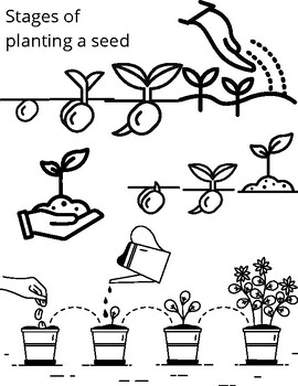 Seed stages coloring page coloring mindfulness science elementary fun