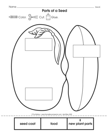 Parts of a seed lesson plans