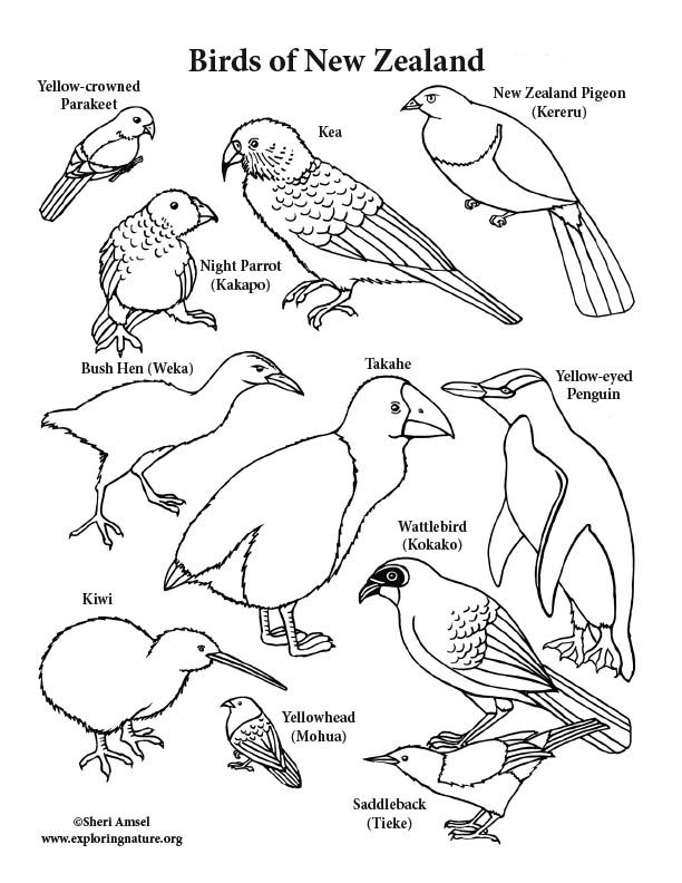 New zealand birds coloring page bird coloring pages coloring pages color activities