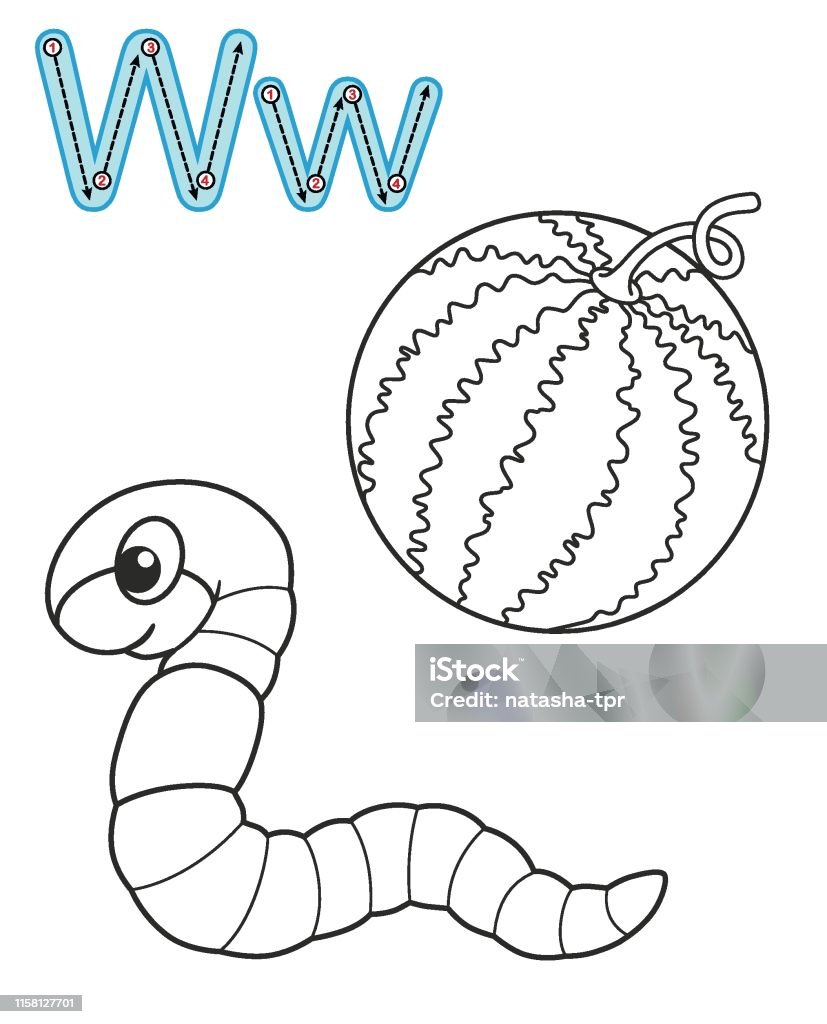 Letter w worm watermelon vector coloring book alphabet printable coloring page for kindergarten and preschool