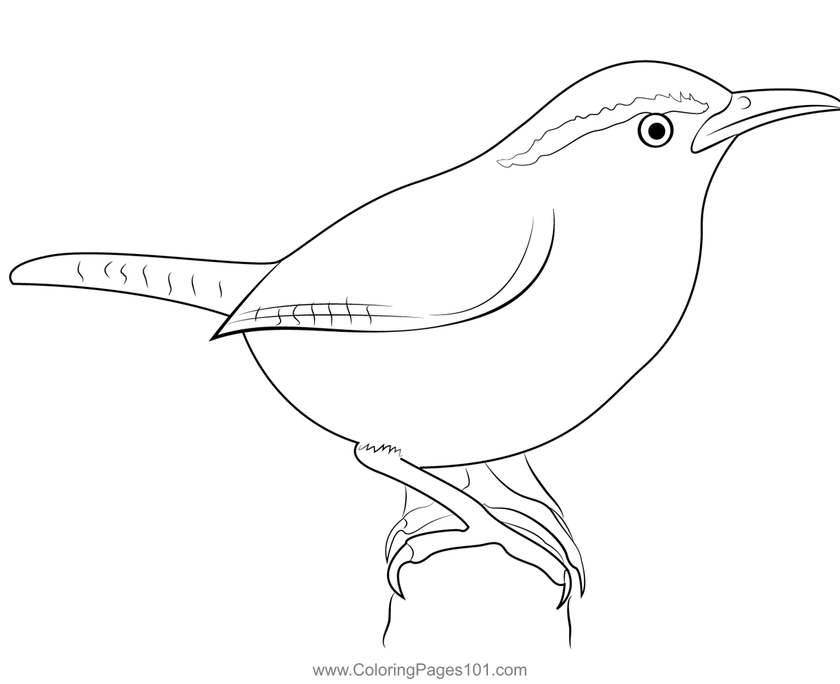 Carolina wren coloring page coloring pages color coloring pages for kids