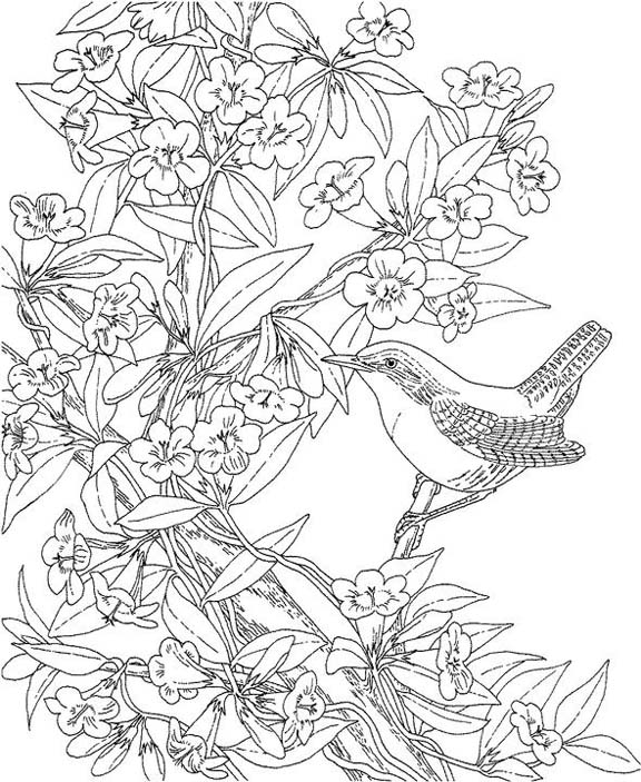 South carolina great carolina wren coloring page purple kitty