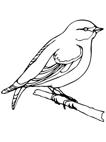 Wren coloring page free printable coloring pages bird coloring pages coloring pages coloring pages for kids