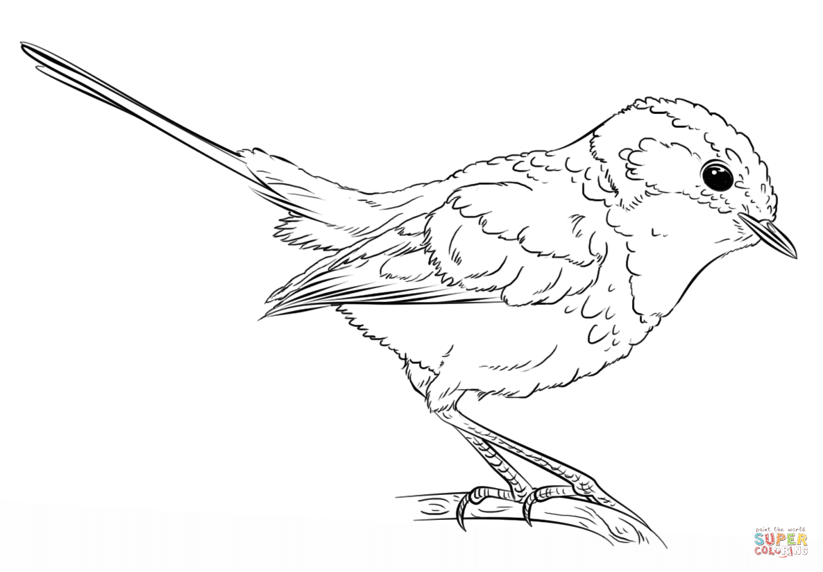 Blue wren coloring page free printable coloring pages