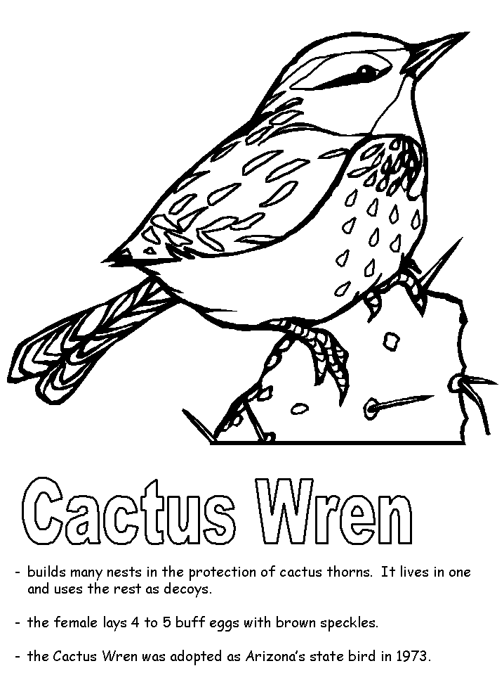 Cactus wren coloring page