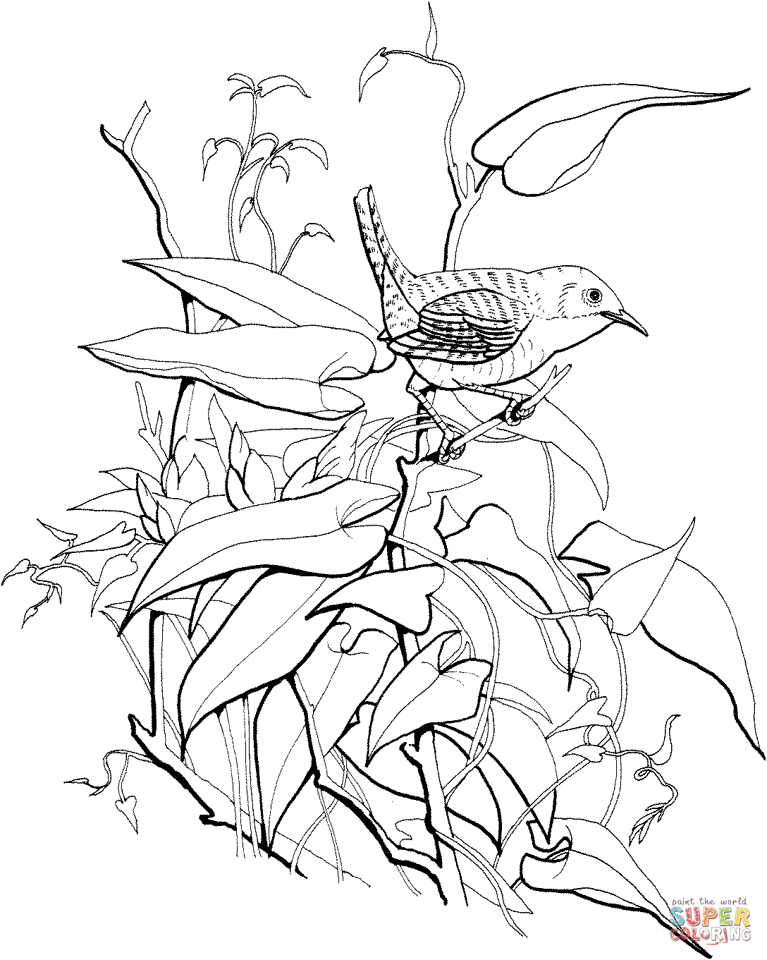 House wren coloring page free printable coloring pages