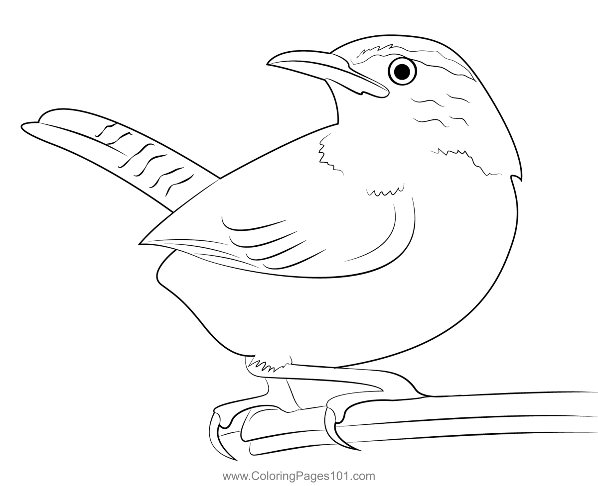 Carolina wren coloring page for kids