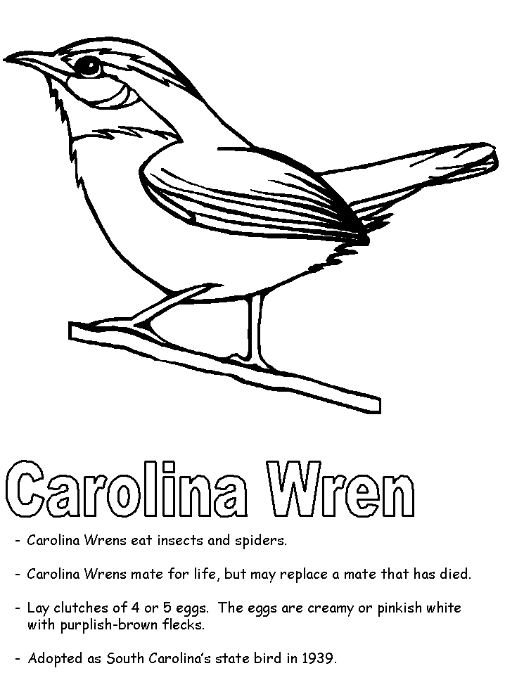 Carolina wren coloring page