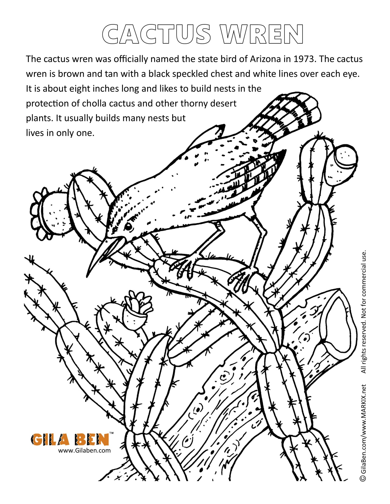 Arizona state bird cactus wren coloring page