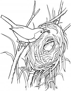 Wren bird builds a nest bird coloring pages spring coloring pages coloring pages