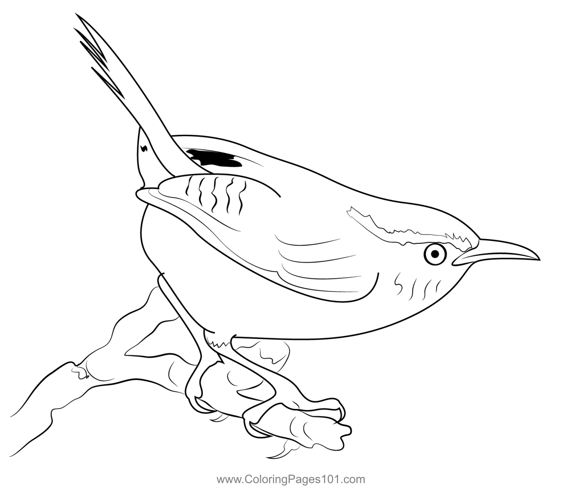 Carolina wren coloring page for kids