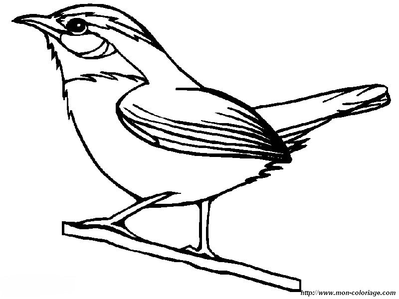 Coloring bird page the carolina wren to print out or color online