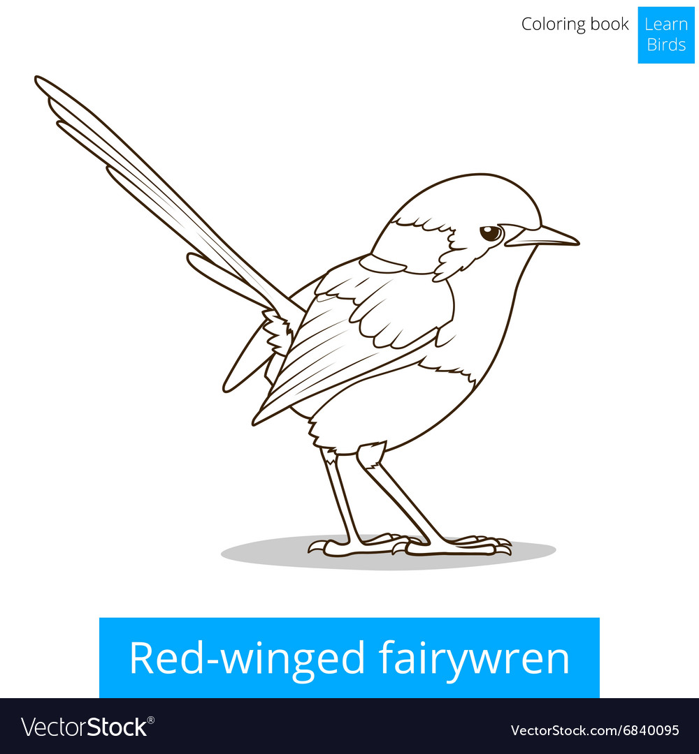 Red winged fairywren bird coloring book royalty free vector