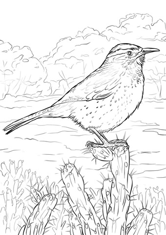 Cactus wren coloring page free printable coloring pages