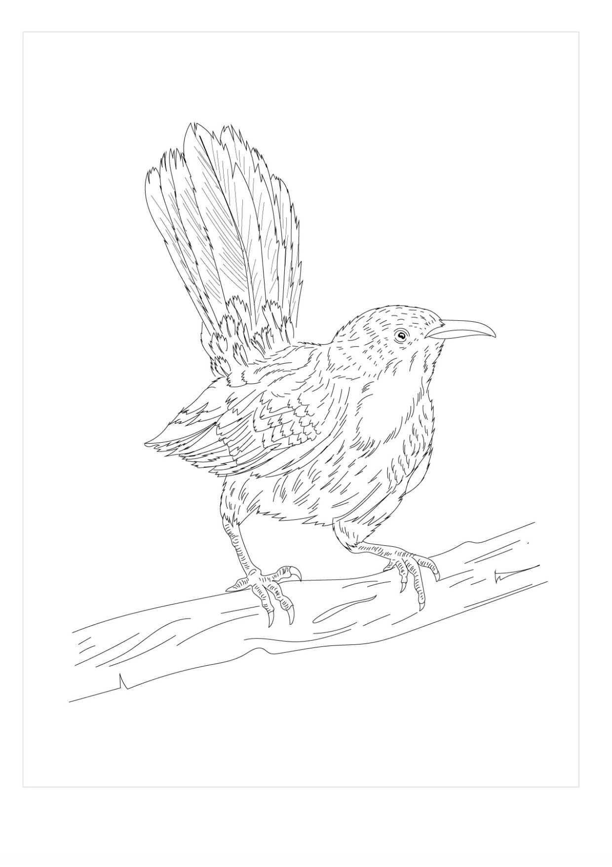 Babblers coloring pages printable and free sheets for kids