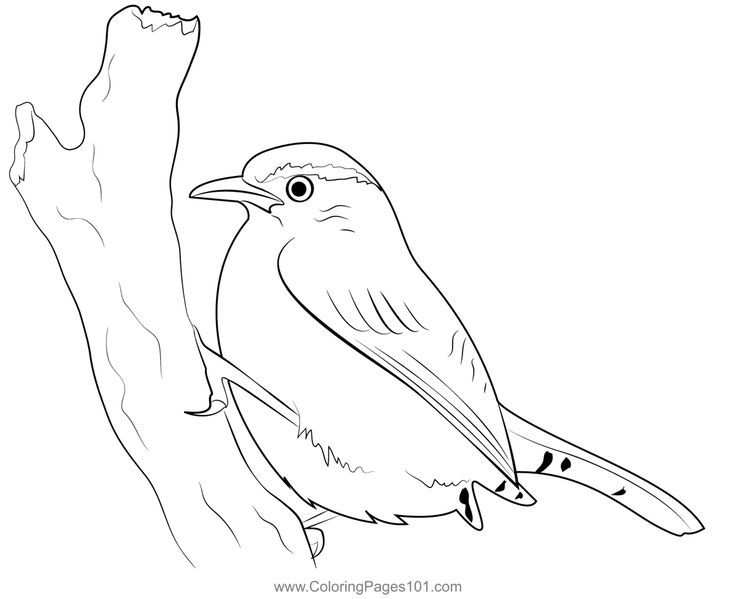 Carolina wren coloring page coloring pages printable coloring pages printable coloring