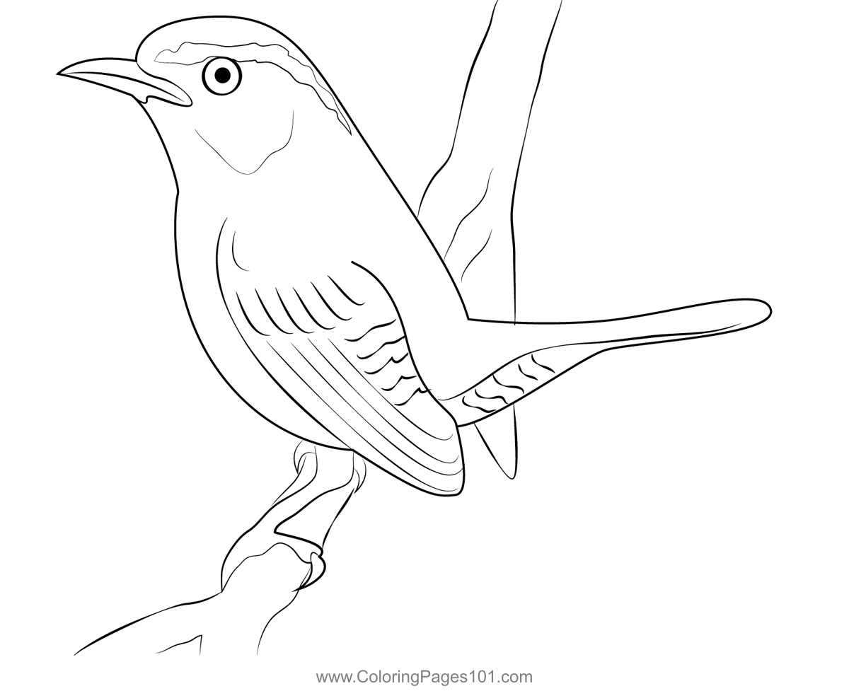 Little carolina wren coloring page coloring pages color wrens