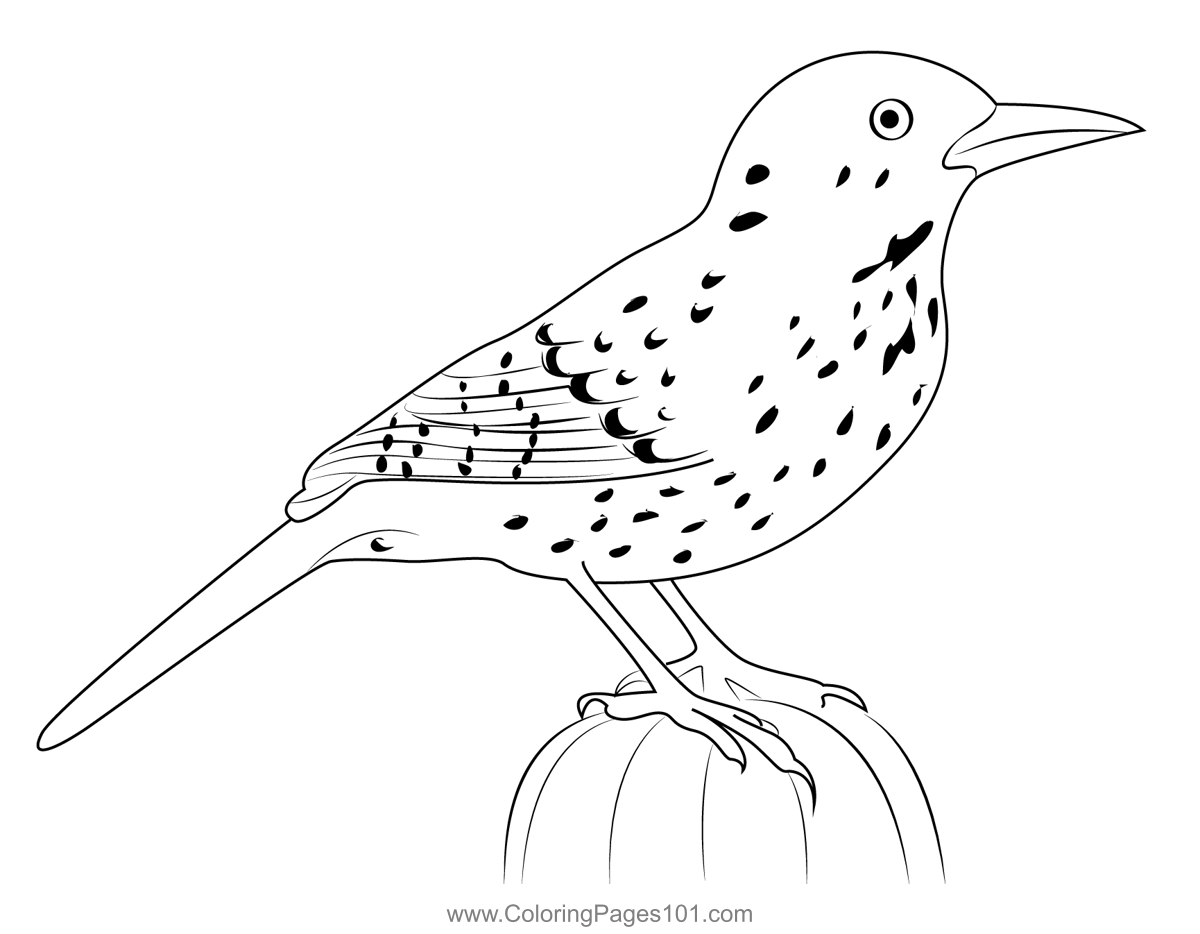 Cactus wren coloring page for kids