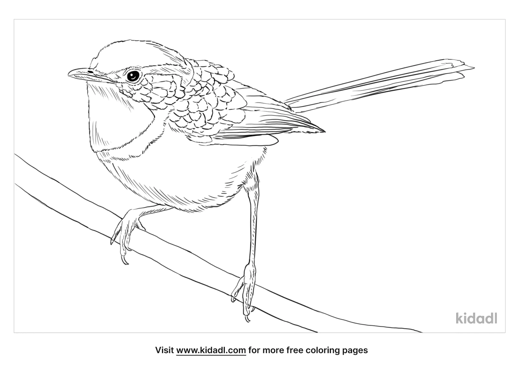 Free splendid fairy wren coloring page coloring page printables