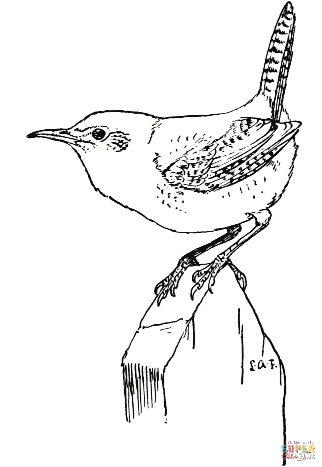 House wren coloring page free printable coloring pages