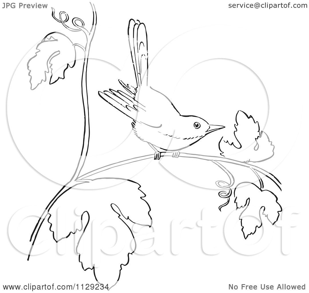 Cartoon clipart of an outlined wren on a branch