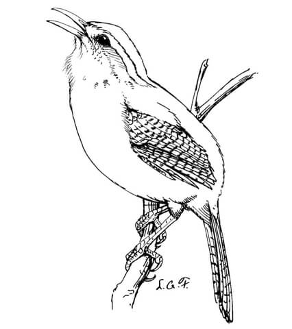 Carolina wren coloring page free printable coloring pages