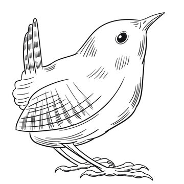 Wren drawing images â browse photos vectors and video