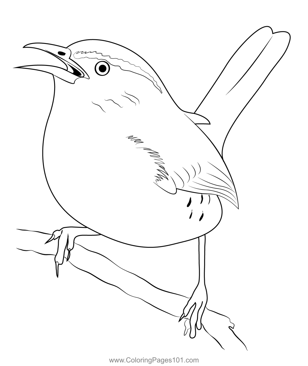 Carolina wren coloring page for kids