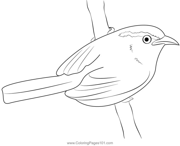 Pin on wrens coloring pages