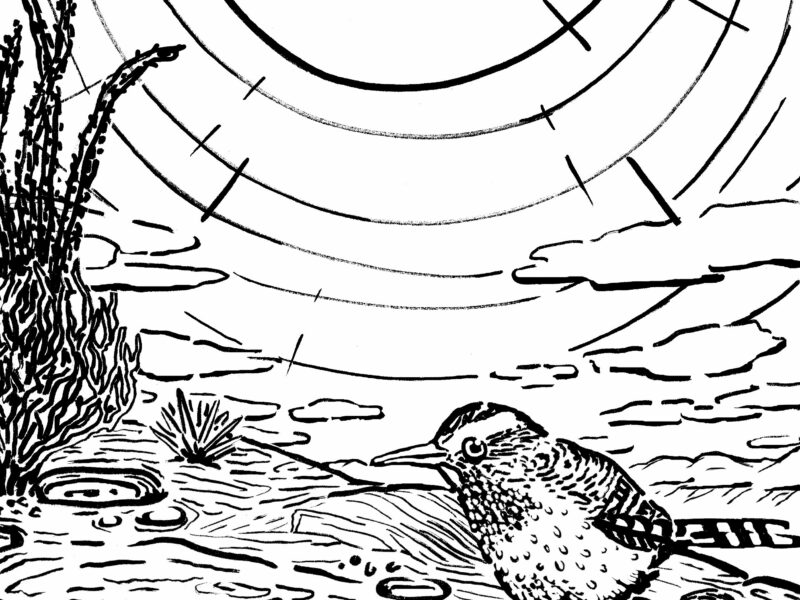 Cactus wren and hueco coloring page â