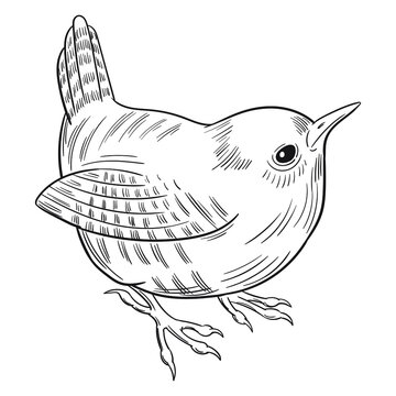 Wren drawing images â browse photos vectors and video