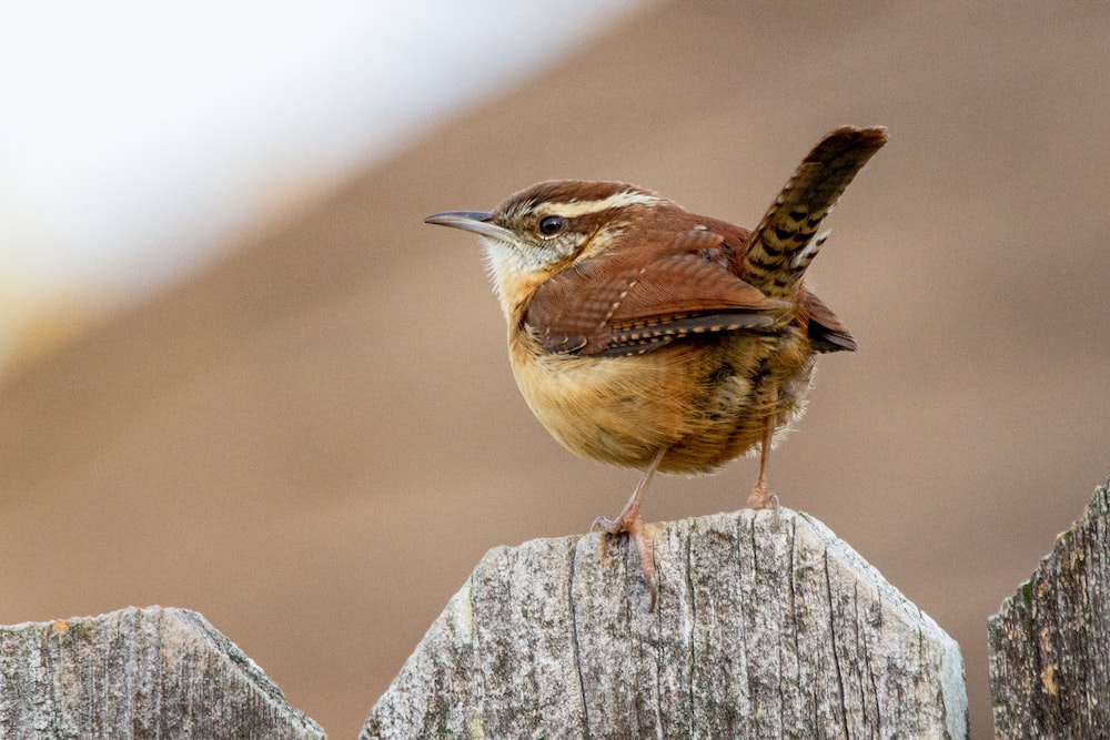 Wren pictures download free images on