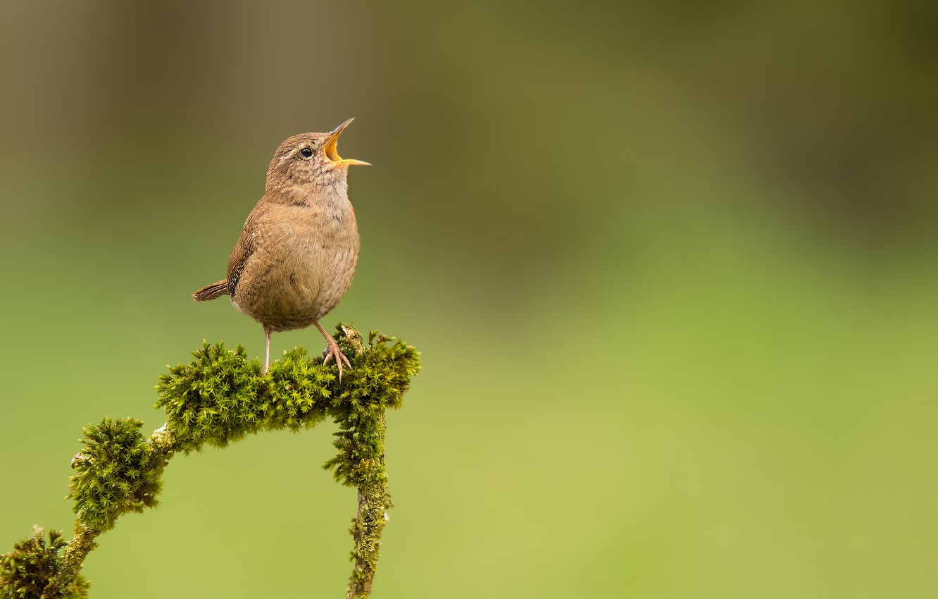 Wallpaper bird moss branch bird wren images for desktop section ððððñðñðµ