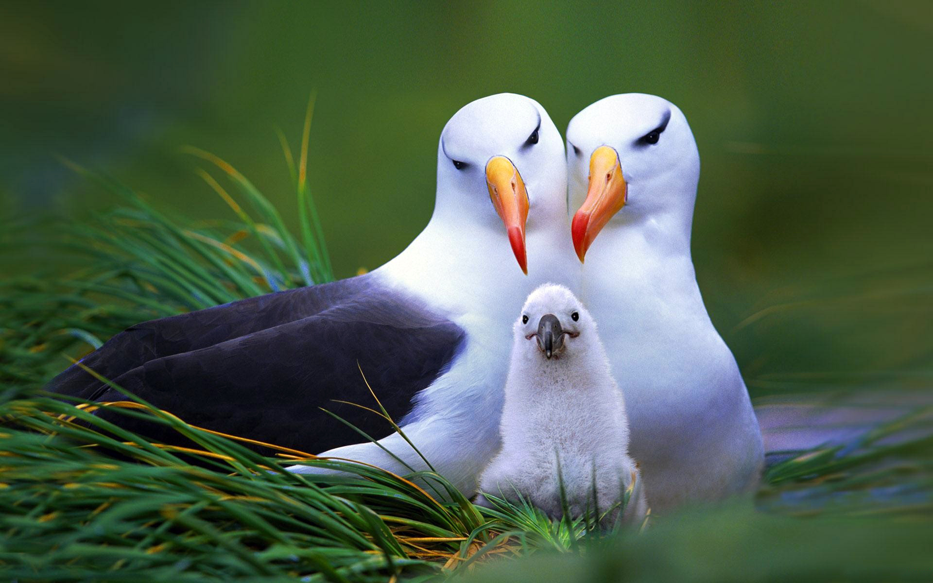 Albatross hd papers and backgrounds