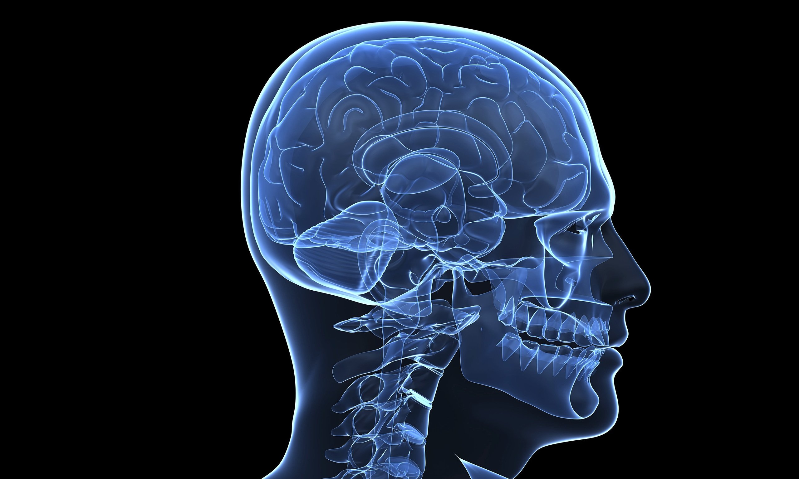 Brain anatomy medical head skull digital