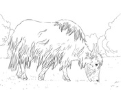 Yak coloring pages free coloring pages