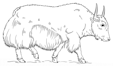 Walking yak coloring page free printable coloring pages
