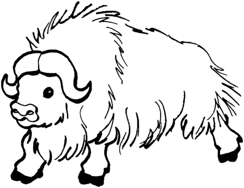 Wild yak coloring page free printable coloring pages