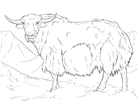 Yak from india coloring page free printable coloring pages