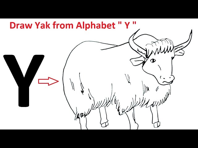 Yak drawing from alphabet y yak drawing easy step by step easy drawing step by step for beginners