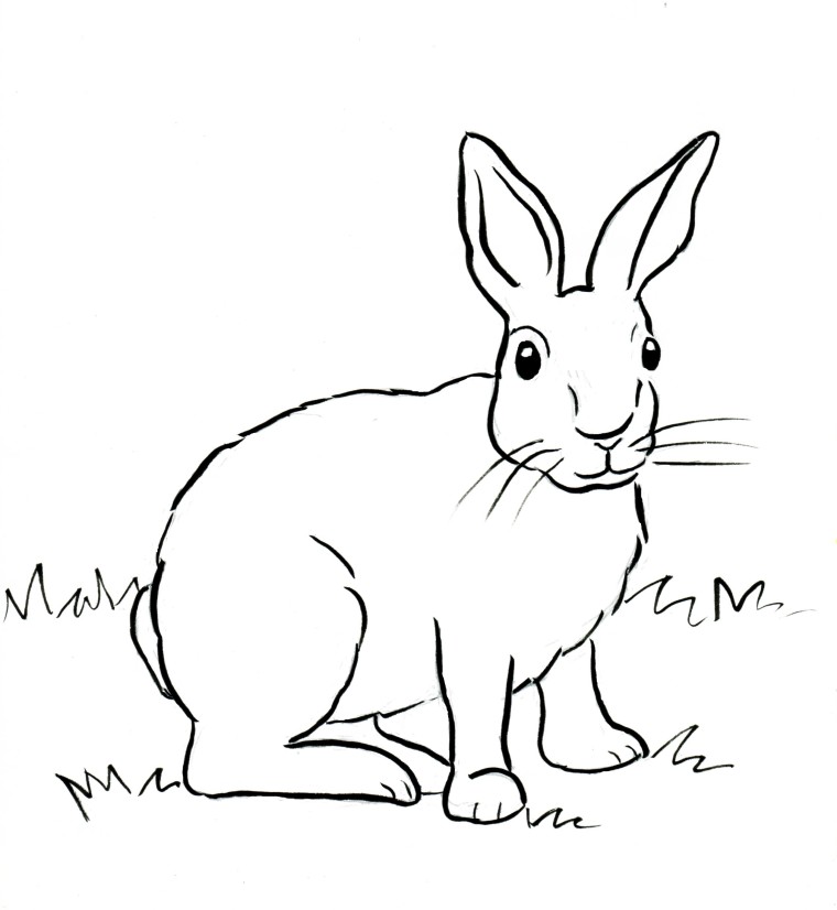 Cottontail rabbit coloring page