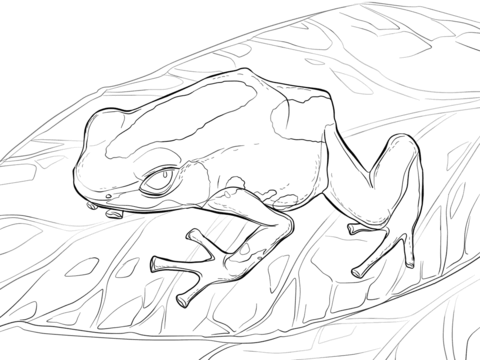 Dyeing dart frog coloring page free printable coloring pages