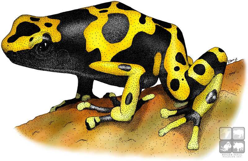 Yellow banded poison dart frog by rogerdhall on